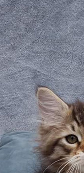 Ragnar Vistula*PL
2019-07-05 around 10 weeks old.
