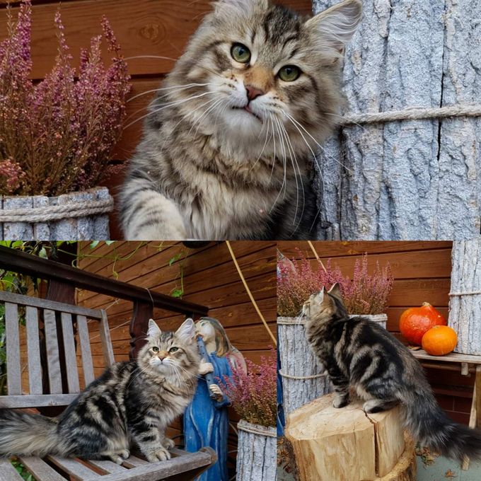 Ragnar as a young baby boy still at cattery Vistula in Lodz, Polen