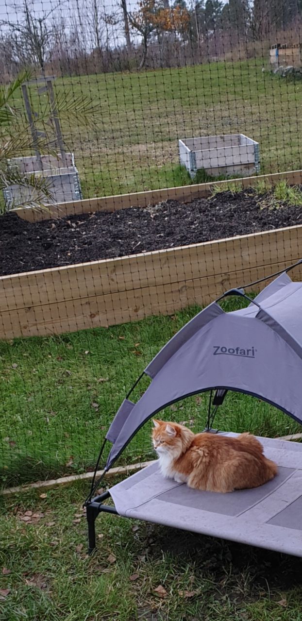 2020-11-11
Det är så nära nu... dygn 62 och nu börjar vi verkligen bli nyfikna! Solsängen är en skön plats för en super rund och lite trött blivande katt mamma. 