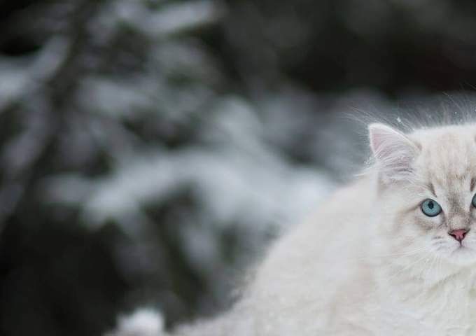 Maruhaba White Rock*RU 10 weeks 
 Breeder and photo Svetlana Butsan