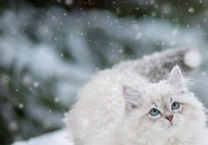 NYTT / NEWS
MARUHABA WHITE ROCK*RU
We are so happy !! 
In the middle of February our first Neva Masquerad male is joining us at Frozen Tundra's cattery. 
We love you already our big snowleopard boy!!
