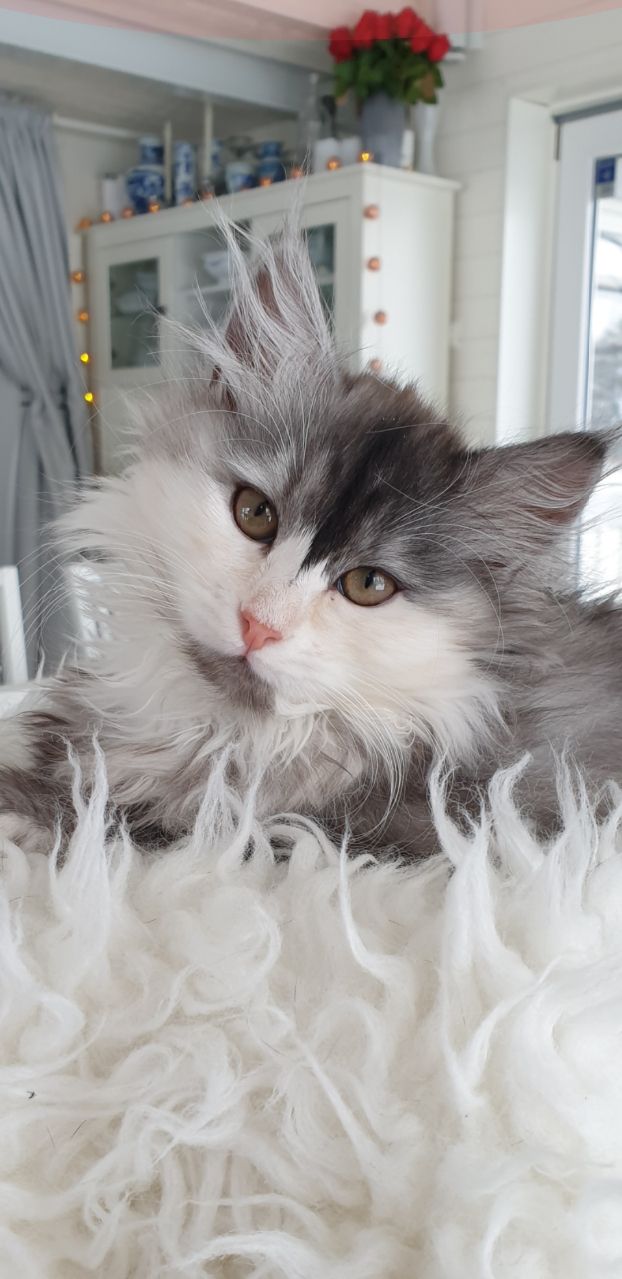 Frozen Tundra's Yelena 12 weeks