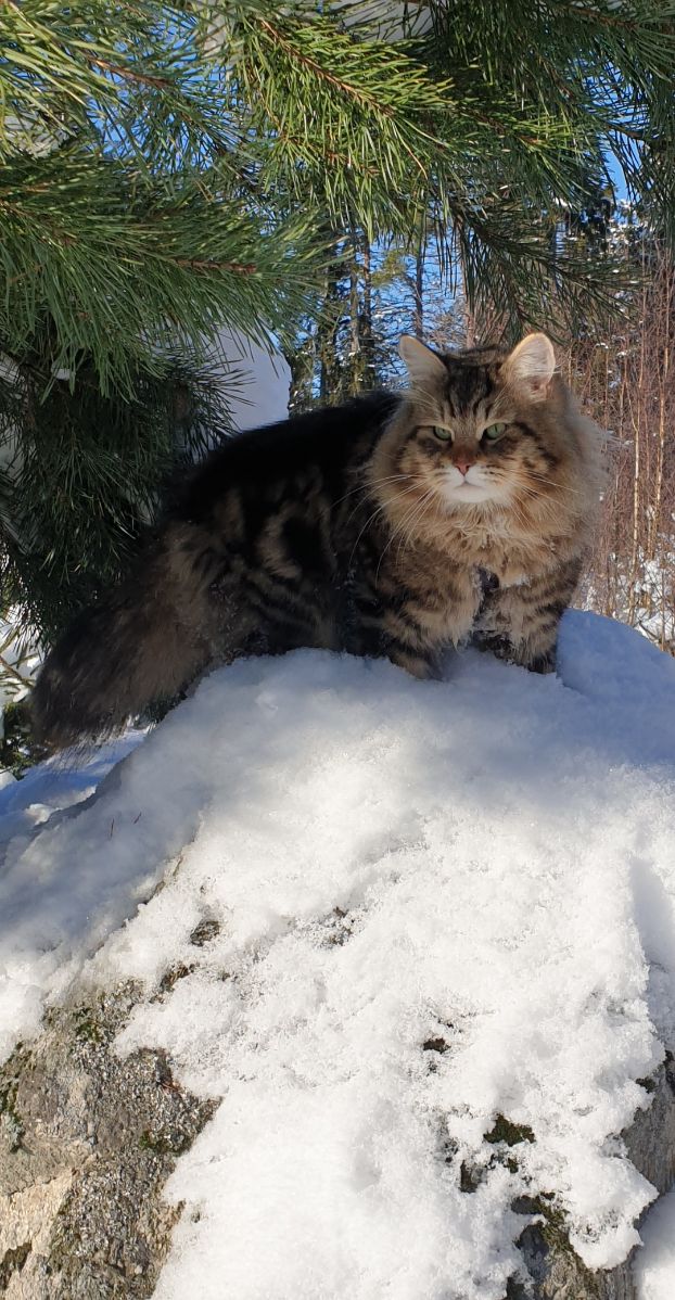 One of our earlier males in Frozen Tundra's breeding program
Sibirian forrest cat Ragnar Vistula*PL. Now he's a retired pensioner.
dob 2019-04-20