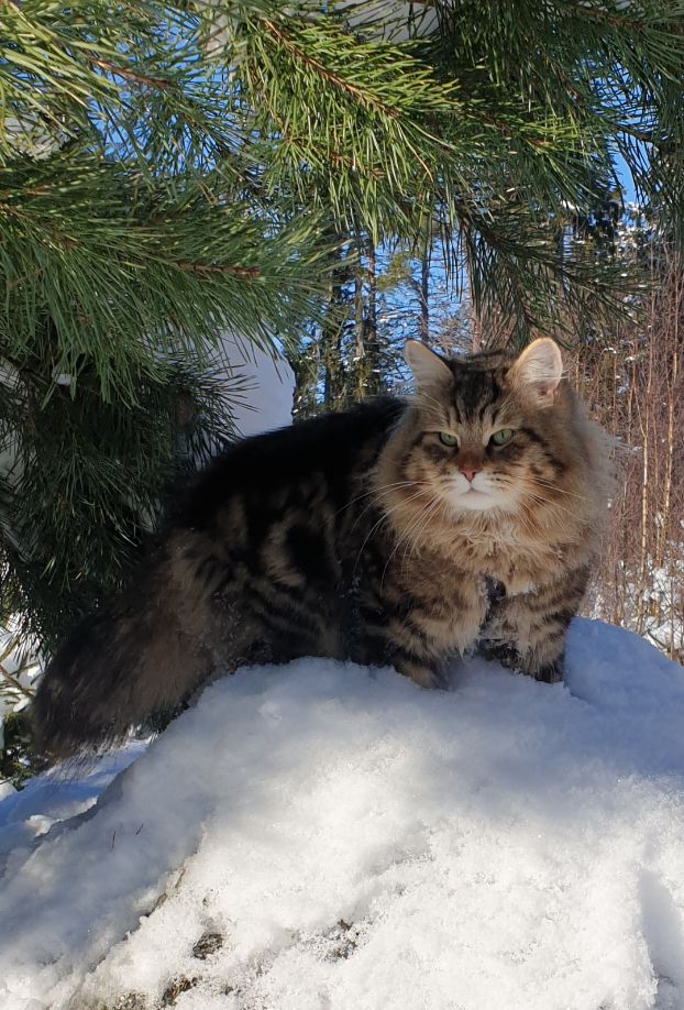 One of our earlier males in Frozen Tundra's breeding program
Sibirian forrest cat Ragnar Vistula*PL. Now he's a retired pensioner.
dob 2019-04-20