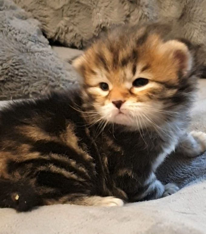 Baby Ragnar junior 3 weeks
