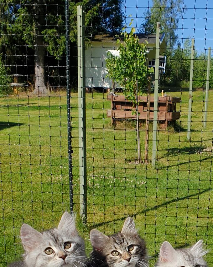 Underbara roliga och bedårande.... det är vår U-kull.
Här lyckades vi få alla 5 tillsammans. 
Alla är nu tingade.

