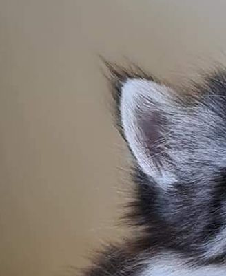 Floki 5 weeks